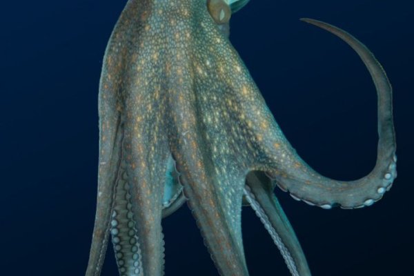 Kraken 6at