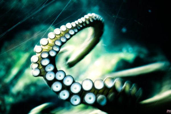 Kraken darknet зеркала