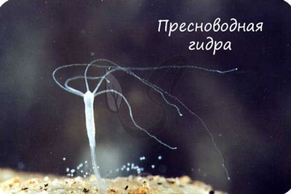 Пользователь не найден кракен